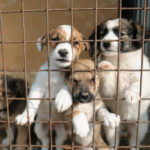 Как выбрать питомник для покупки щенка?