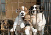 Как выбрать питомник для покупки щенка?