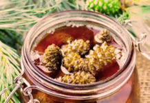 Варенье из сосновых шишек: отличный иммуностимулятор естественного происхождения