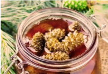 Варенье из сосновых шишек: отличный иммуностимулятор естественного происхождения