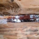 XILIX Gel :инновационная технология борьбы с короедом и другими вредителями