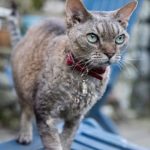 Девон Рекс: описание породы