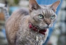 Девон Рекс: описание породы