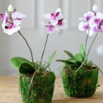 Правила выбора орхидеи в горшке