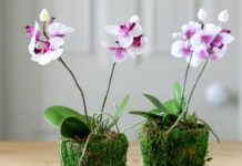 Правила выбора орхидеи в горшке