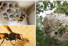 Как избавиться от шершней: правила безопасности