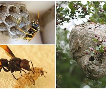 Как избавиться от шершней: правила безопасности