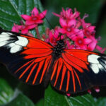 Самые красивые бабочки в мире