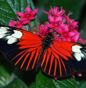 Самые красивые бабочки в мире