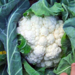 Как посадить рассаду цветной капусты?