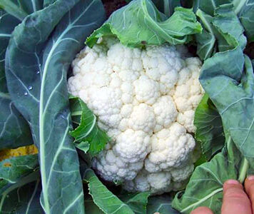 Как посадить рассаду цветной капусты?