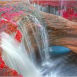 Цветы: удивительные творения природы