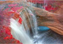 Цветы: удивительные творения природы