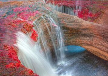 Цветы: удивительные творения природы