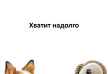 Самые интересные игрушки для собак