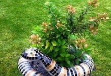 Оригинальные идеи для сада