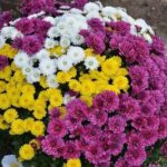 Хризантемы: уникальные цветы, которые любят все женщины