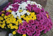 Хризантемы: уникальные цветы, которые любят все женщины
