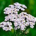 Уникальные лечебные и косметические свойства тысячелистника.