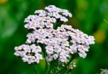 Уникальные лечебные и косметические свойства тысячелистника.