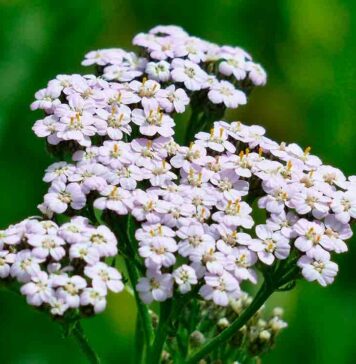 Уникальные лечебные и косметические свойства тысячелистника.