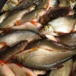 Купить свежую рыбу в Спб