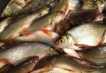 Купить свежую рыбу в Спб