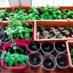 Как вырастить здоровую крепкую рассаду?