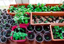 Как вырастить здоровую крепкую рассаду?