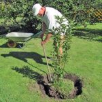 Как выбрать саженцы для дачи?