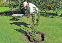 Как выбрать саженцы для дачи?