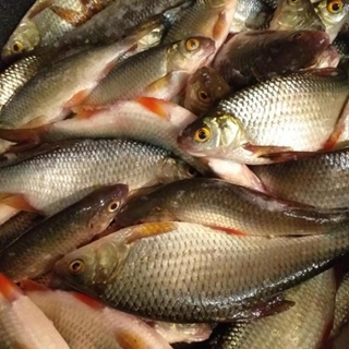 Купить свежую рыбу в Спб