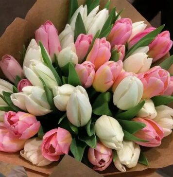 Тюльпаны: любимые цветы для миллионов людей