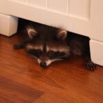 Енот как домашнее животное: плюсы и минусы