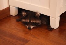 Енот как домашнее животное: плюсы и минусы