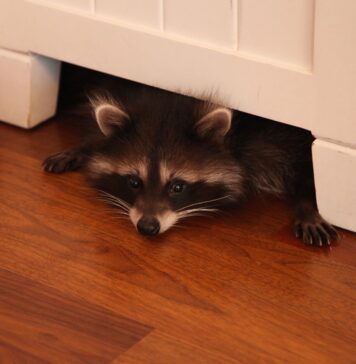 Енот как домашнее животное: плюсы и минусы