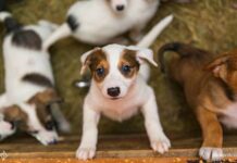 Как взять собаку из приюта?