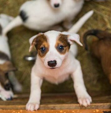 Как взять собаку из приюта?