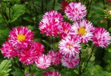 Астры: неприхотливые любимчики садоводов