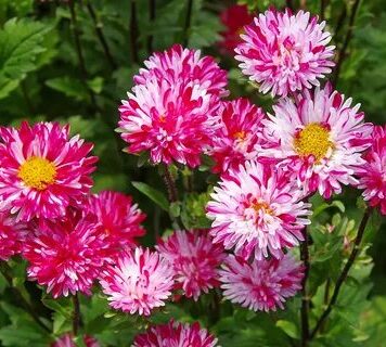 Астры: неприхотливые любимчики садоводов