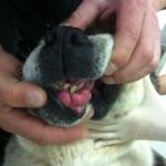 Эпулис у собак: причины возникновения на десне