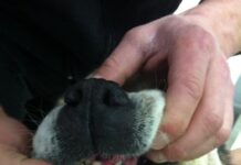 Эпулис у собак: причины возникновения на десне