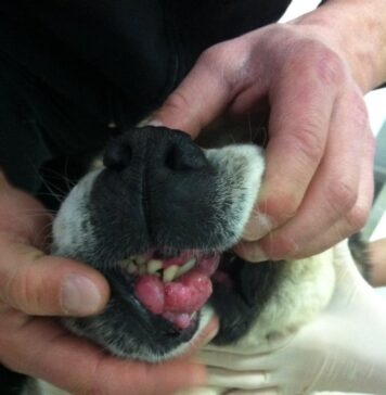 Эпулис у собак: причины возникновения на десне