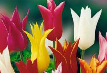 Тюльпаны: самые первые садовые цветы в году