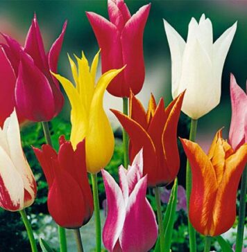 Тюльпаны: самые первые садовые цветы в году