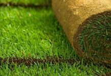 Особенности теневого рулонного газона