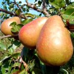 Особенности посадки крупномеров в разное время года