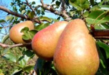 Особенности посадки крупномеров в разное время года