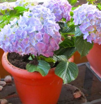 Секреты выращивания садовых гортензий в горшках