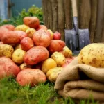 Картофель: секреты хорошего урожая